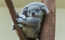 Images_158350_thumb_koalas-estarian-destinados-extincion-informacion_0_1_800_497