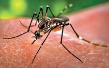 Images_164166_thumb_mosquito-aedes-aegypti-produce-enfermedad