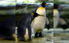 Images_165865_thumb_skiper-ping-pinguinos-rey-anos_95_0_1010_628
