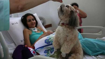 centinela puede hacer que los perros se enfermen